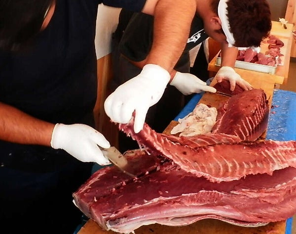 【千葉県内発】 横浜三渓園の紅葉&農産物直売所「すかなごっそ」 三崎「まぐろ解体ショー」とまぐろ刺身食べ放題1